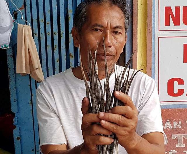 Loài cá người dân gọi là cá lìm kìm gai đang thu mua, được xác định là cá ngựa xương. (Ảnh: CTV)