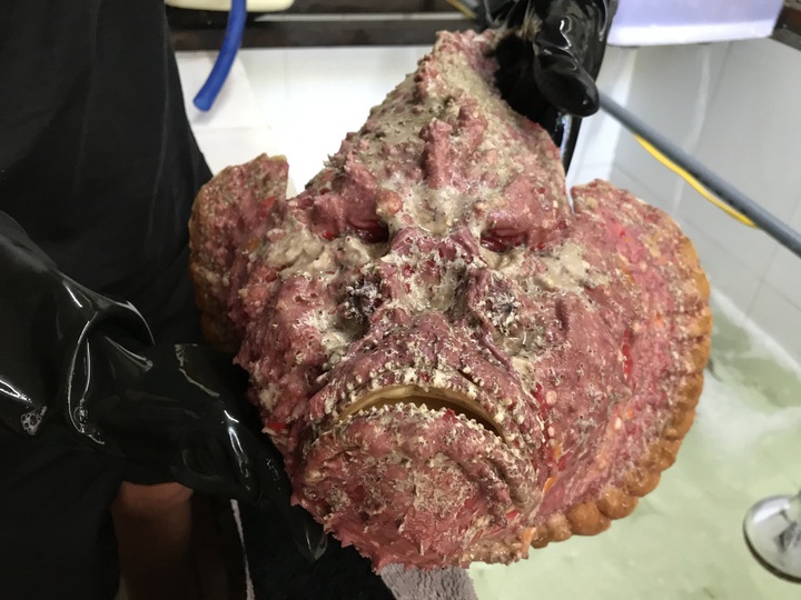 Cá mặt quỷ siêu xấu giá vẫn gần chục triệu đồng/con - Ảnh 2.