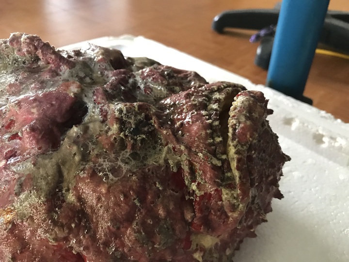 Cá mặt quỷ siêu xấu giá vẫn gần chục triệu đồng/con - Ảnh 3.