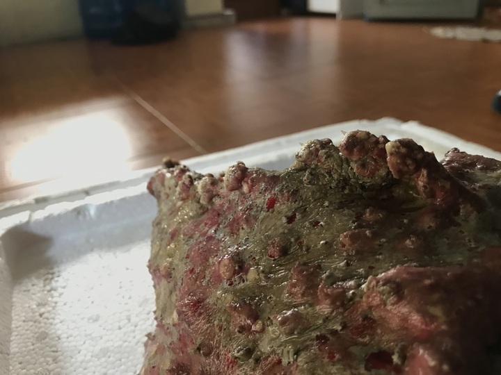 Cá mặt quỷ siêu xấu giá vẫn gần chục triệu đồng/con - Ảnh 4.