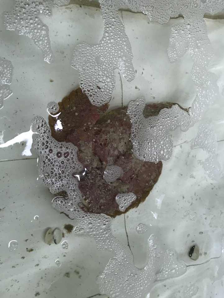 Cá mặt quỷ siêu xấu giá vẫn gần chục triệu đồng/con - Ảnh 6.