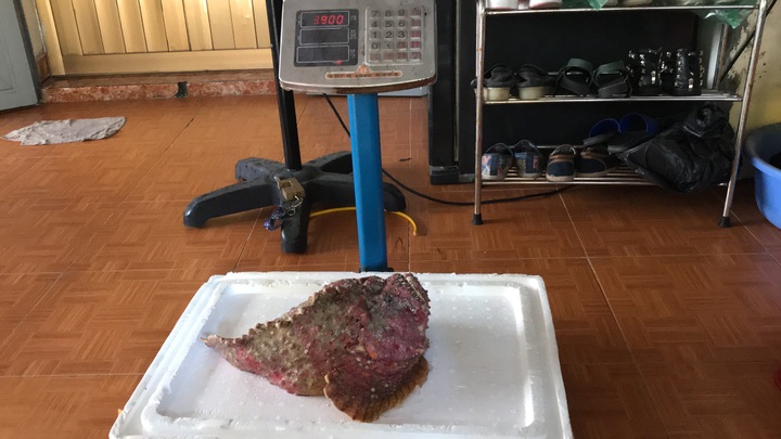 Cá mặt quỷ siêu xấu giá vẫn gần chục triệu đồng/con - Ảnh 7.