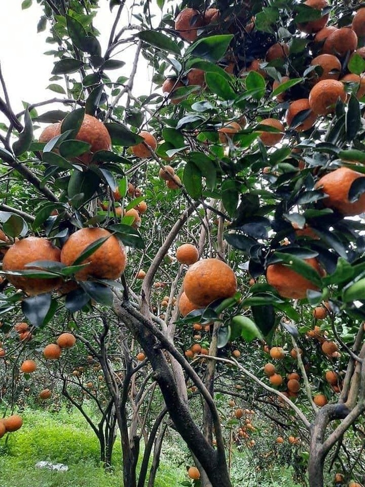 Cam sành Hà Giang siêu rẻ: 6 nghìn đồng/kg, mua cả yến vắt uống cả lít - 2