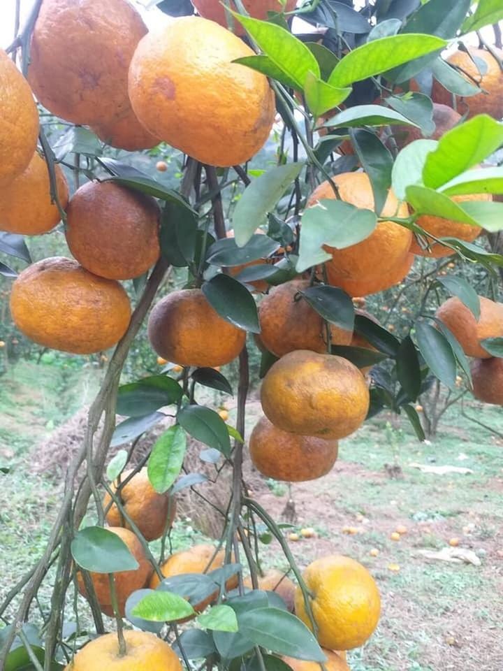 Cam sành Hà Giang siêu rẻ: 6 nghìn đồng/kg, mua cả yến vắt uống cả lít - 3