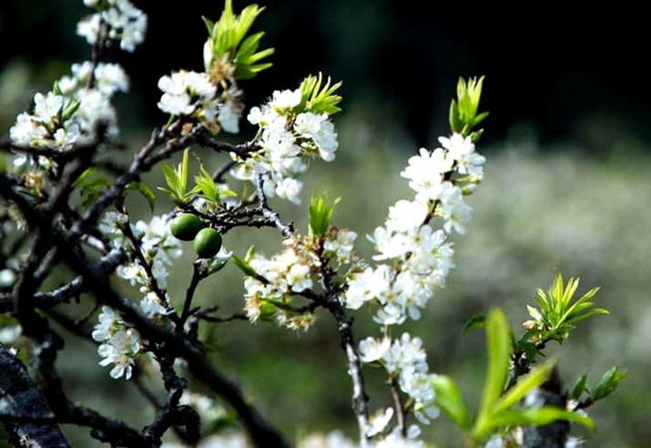 Cành hoa mận cổ về Hà Nội, giá tiền triệu vẫn hút dân mua chơi Tết - 2