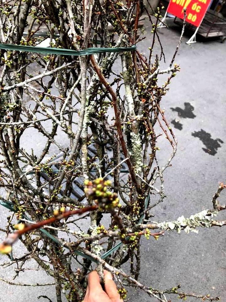 Cành hoa mận cổ về Hà Nội, giá tiền triệu vẫn hút dân mua chơi Tết - 3