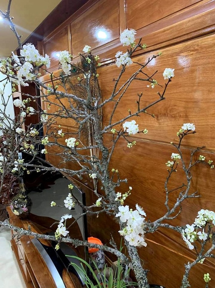 Cành hoa mận cổ về Hà Nội, giá tiền triệu vẫn hút dân mua chơi Tết - 4