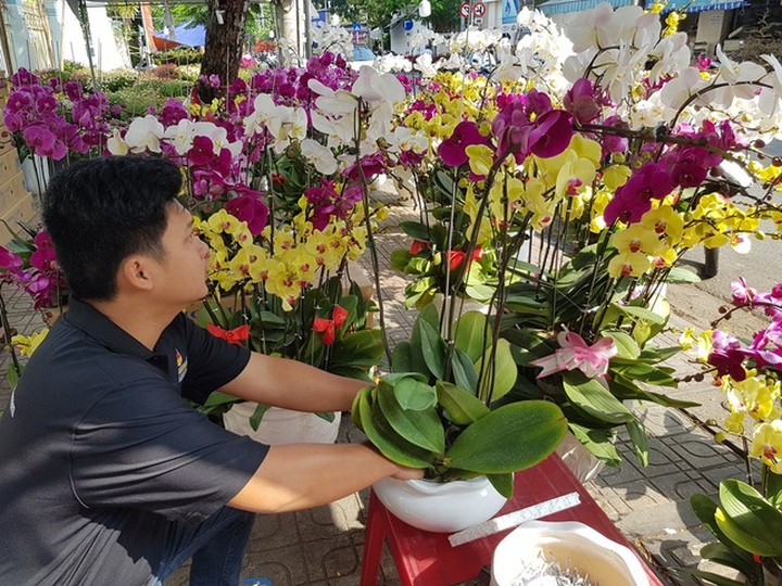 Cánh nhà giàu không tiếc tiền “rước” lan đẹp về chơi Tết - 2