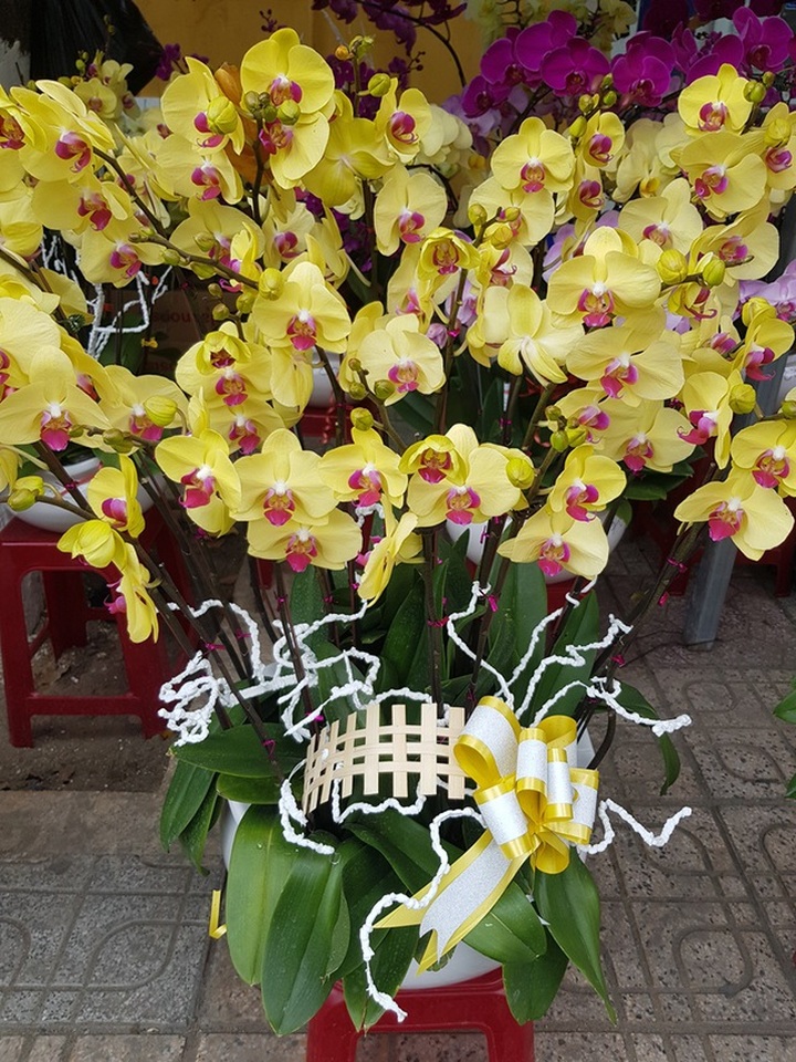 Cánh nhà giàu không tiếc tiền “rước” lan đẹp về chơi Tết - 6