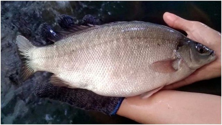 Cao lương mỹ vị của Trung Quốc, về Việt Nam giá ngang bát phở - 2