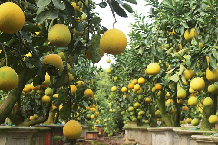 Cây bưởi cổ hiếm có: Cao hơn 1 mét, sai trĩu 300 quả vàng rực - Ảnh 2.