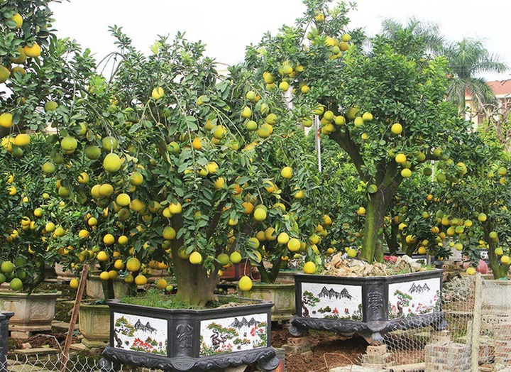 Cây bưởi cổ hiếm có: Cao hơn 1 mét, sai trĩu 300 quả vàng rực - Ảnh 3.