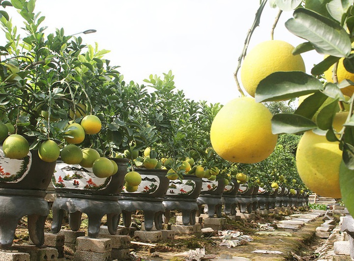 Cây bưởi cổ hiếm có: Cao hơn 1 mét, sai trĩu 300 quả vàng rực - Ảnh 4.