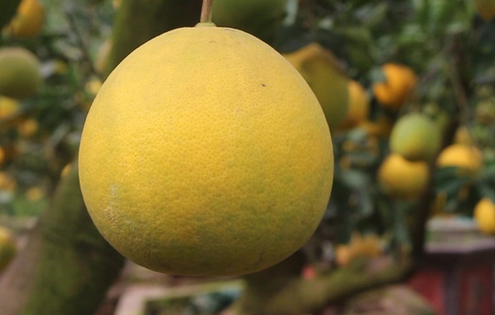 Cây bưởi cổ hiếm có: Cao hơn 1 mét, sai trĩu 300 quả vàng rực - Ảnh 6.