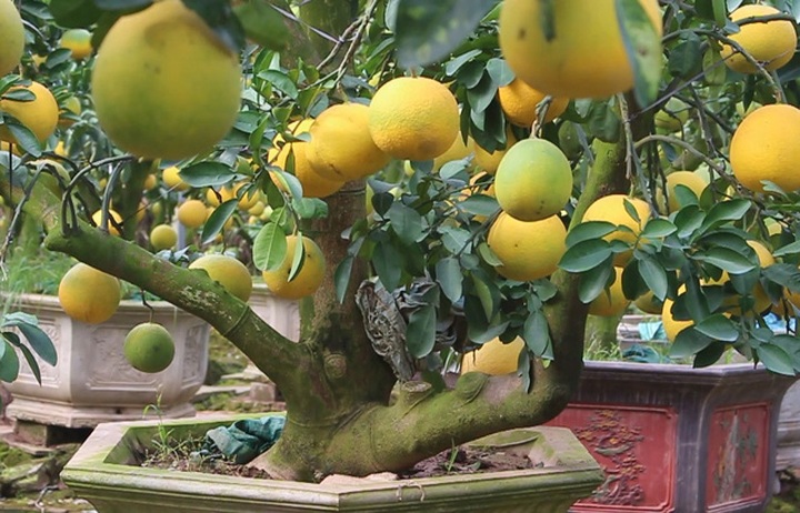 Cây bưởi cổ hiếm có: Cao hơn 1 mét, sai trĩu 300 quả vàng rực - Ảnh 7.
