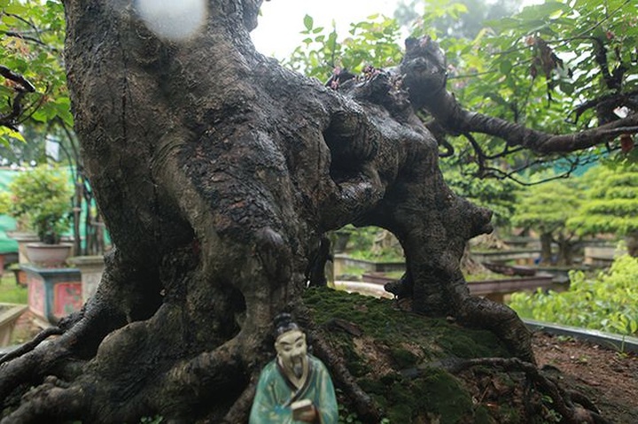 Cây khế bỗng có giá lên đến 10 cây vàng nhờ hình dáng giống con nghê - 2