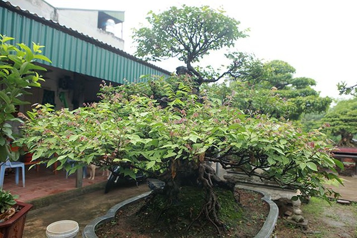 Cây khế bỗng có giá lên đến 10 cây vàng nhờ hình dáng giống con nghê - 12