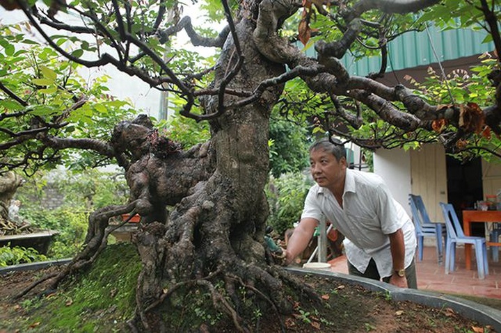 Cây khế bỗng có giá lên đến 10 cây vàng nhờ hình dáng giống con nghê - 13