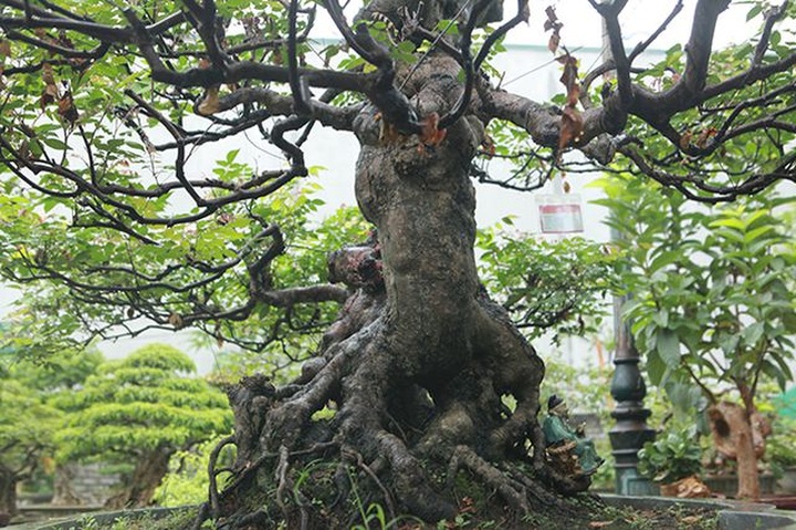 Cây khế bỗng có giá lên đến 10 cây vàng nhờ hình dáng giống con nghê - 14