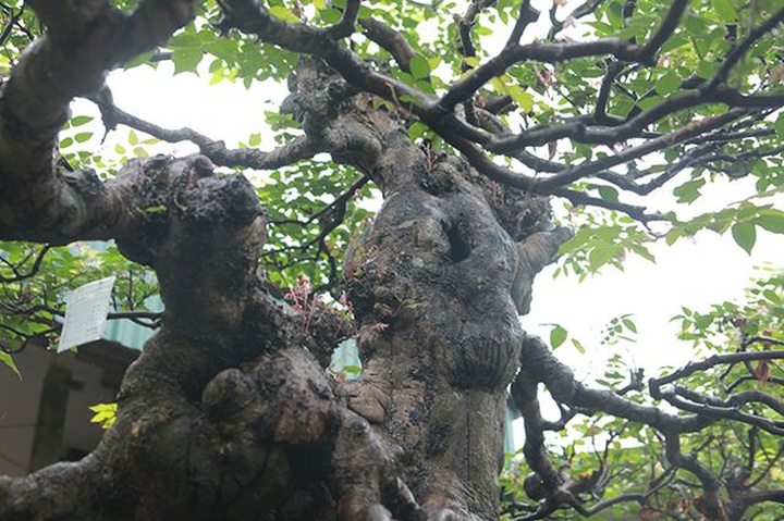 Cây khế bỗng có giá lên đến 10 cây vàng nhờ hình dáng giống con nghê - 15