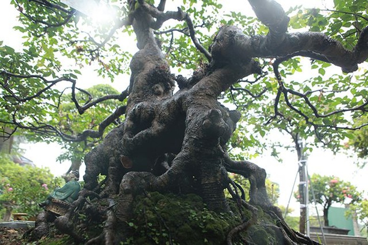 Cây khế bỗng có giá lên đến 10 cây vàng nhờ hình dáng giống con nghê - 16