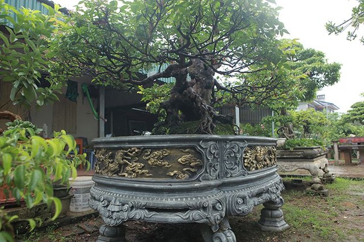 Cây khế bỗng có giá lên đến 10 cây vàng nhờ hình dáng giống con nghê - 17