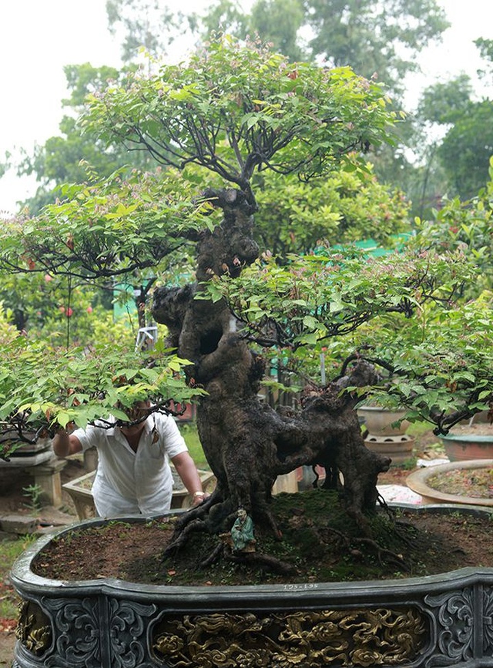 Cây khế bỗng có giá lên đến 10 cây vàng nhờ hình dáng giống con nghê - 3