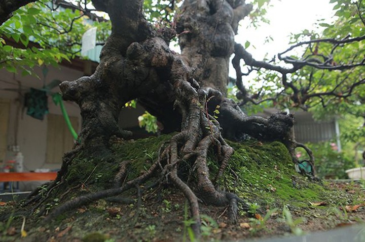 Cây khế bỗng có giá lên đến 10 cây vàng nhờ hình dáng giống con nghê - 7