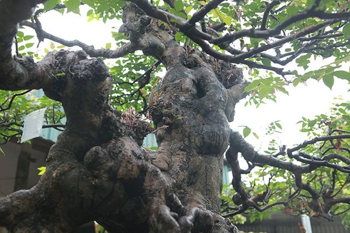 Cây khế bỗng có giá lên đến 10 cây vàng nhờ hình dáng giống con nghê - 8