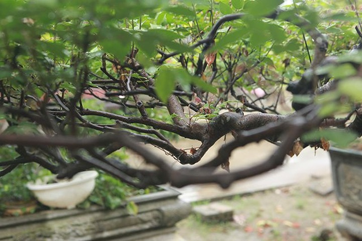 Cây khế bỗng có giá lên đến 10 cây vàng nhờ hình dáng giống con nghê - 10