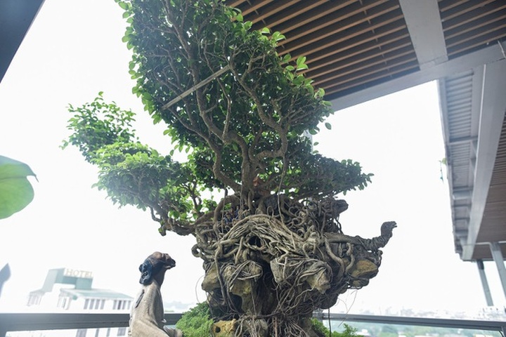 Cây sanh cổ tứ linh hội tụ” thế hiếm, đại gia ôm tiền tỷ vẫn không mua nổi - 2