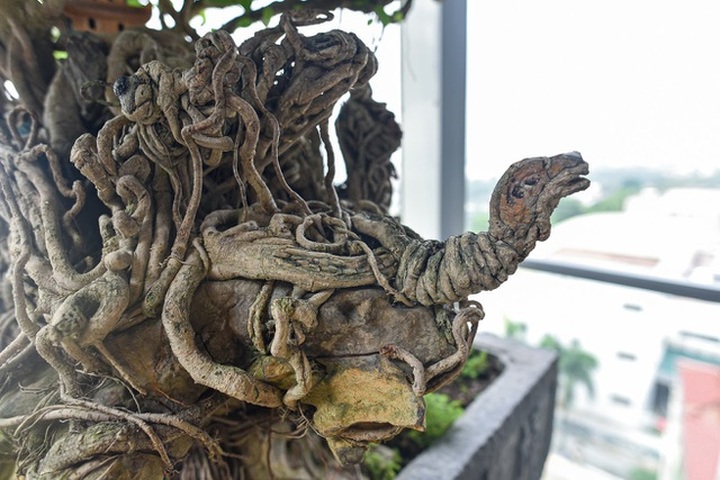 Cây sanh cổ tứ linh hội tụ” thế hiếm, đại gia ôm tiền tỷ vẫn không mua nổi - 3