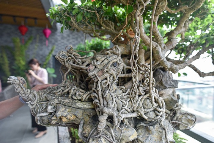 Cây sanh cổ tứ linh hội tụ” thế hiếm, đại gia ôm tiền tỷ vẫn không mua nổi - 4