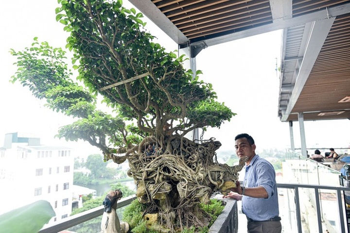 Cây sanh cổ tứ linh hội tụ” thế hiếm, đại gia ôm tiền tỷ vẫn không mua nổi - 5
