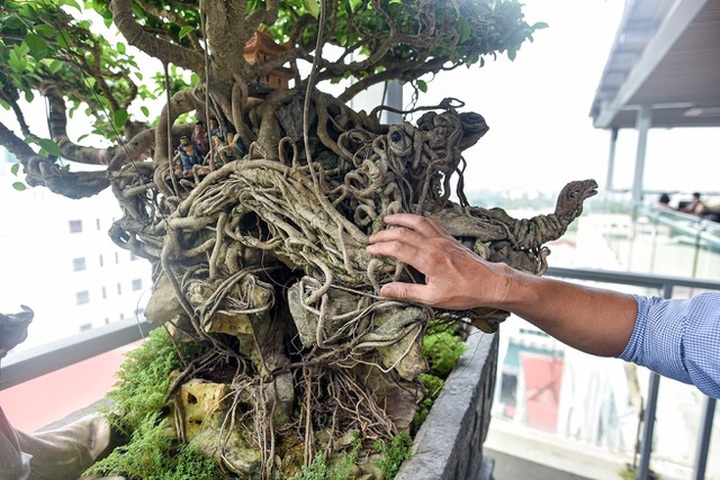 Cây sanh cổ tứ linh hội tụ” thế hiếm, đại gia ôm tiền tỷ vẫn không mua nổi - 6