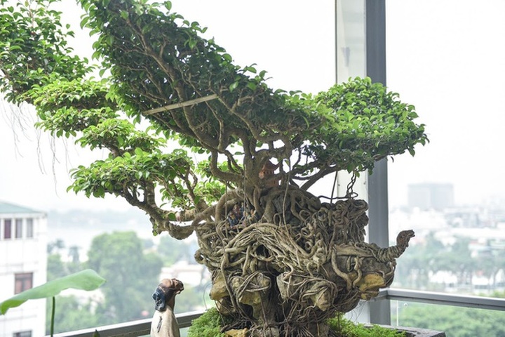 Cây sanh cổ tứ linh hội tụ” thế hiếm, đại gia ôm tiền tỷ vẫn không mua nổi - 8