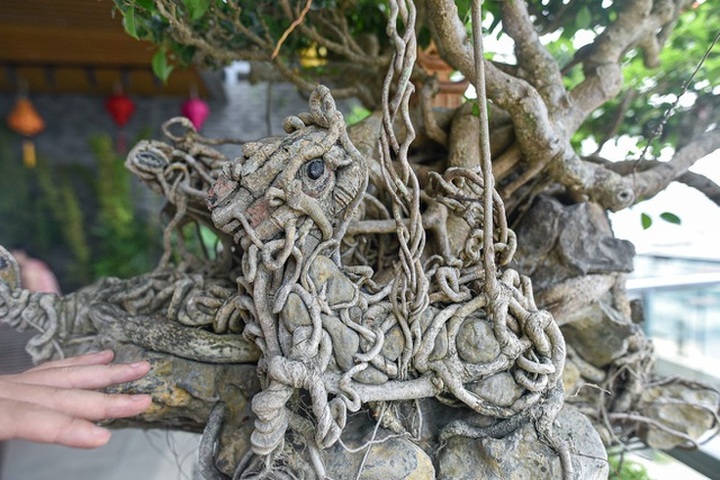 Cây sanh cổ tứ linh hội tụ” thế hiếm, đại gia ôm tiền tỷ vẫn không mua nổi - 9