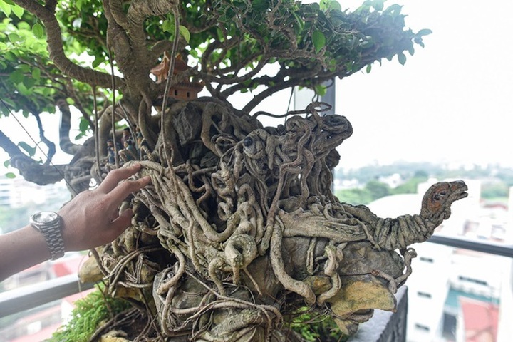 Cây sanh cổ tứ linh hội tụ” thế hiếm, đại gia ôm tiền tỷ vẫn không mua nổi - 10