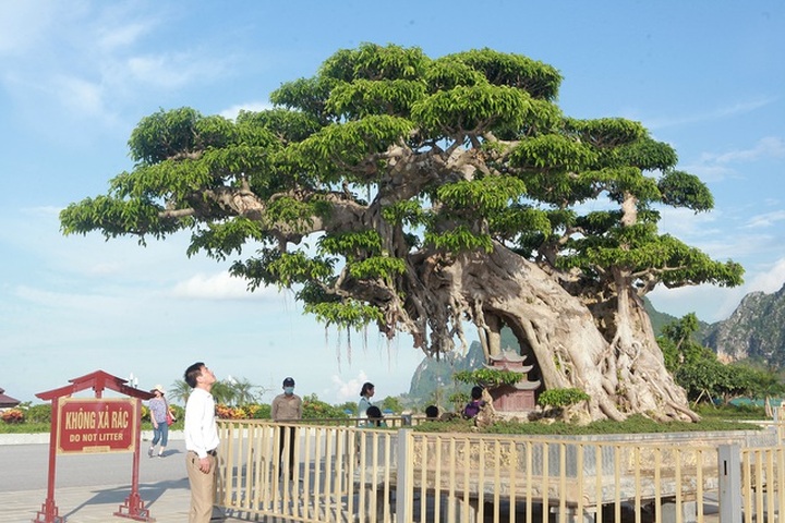 Cây sanh khủng thế nào khiến ông chủ ngôi chùa lớn nhất thế giới mê mẩn? - 3