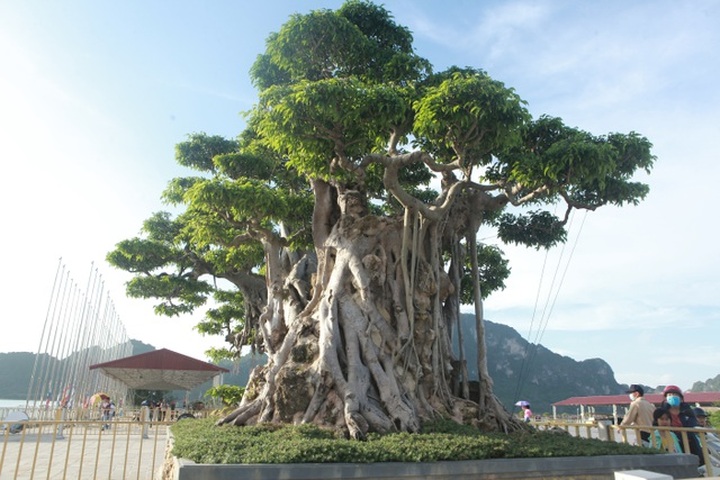 Cây sanh khủng thế nào khiến ông chủ ngôi chùa lớn nhất thế giới mê mẩn? - 5