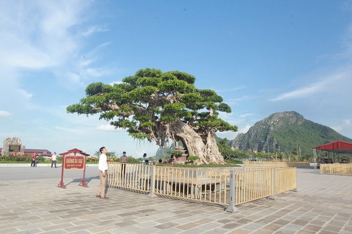 Cây sanh khủng thế nào khiến ông chủ ngôi chùa lớn nhất thế giới mê mẩn? - 10