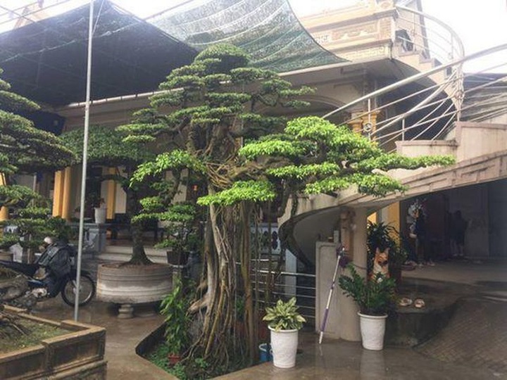 Cây sanh thế lạ, 2 tỷ đồng chưa bán; Thu bộn nhờ ăn theo hội nghị thượng đỉnh - 5