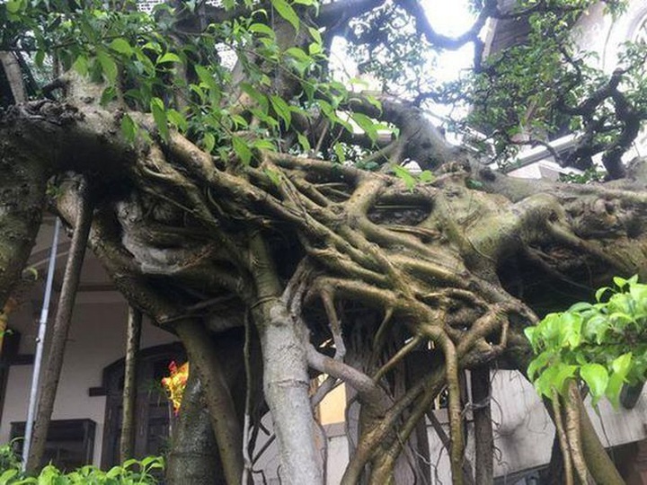 Cây sanh thế lạ, 2 tỷ đồng chưa bán; Thu bộn nhờ ăn theo hội nghị thượng đỉnh - 6