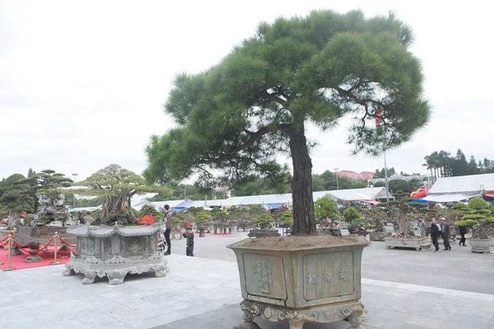 Cây thông 200 năm tuổi, nữ đại gia trả gần 4 tỷ đồng chủ nhân vẫn không bán - 1