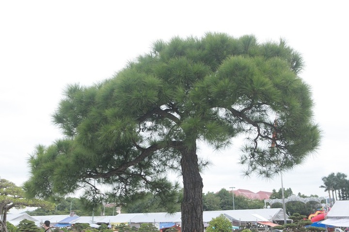 Cây thông 200 năm tuổi, nữ đại gia trả gần 4 tỷ đồng chủ nhân vẫn không bán - 4