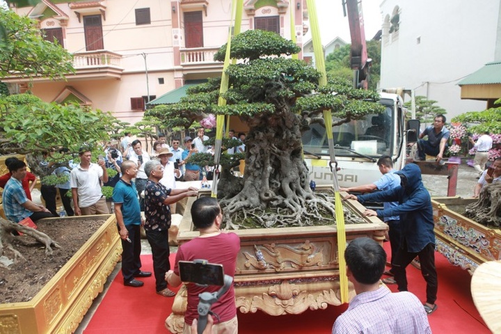 “Chấn động” tác phẩm 28 tỷ đồng được “biến hóa” từ ngọn cây tưởng bỏ đi - 4