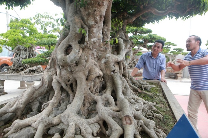 “Chấn động” tác phẩm 28 tỷ đồng được “biến hóa” từ ngọn cây tưởng bỏ đi - 7