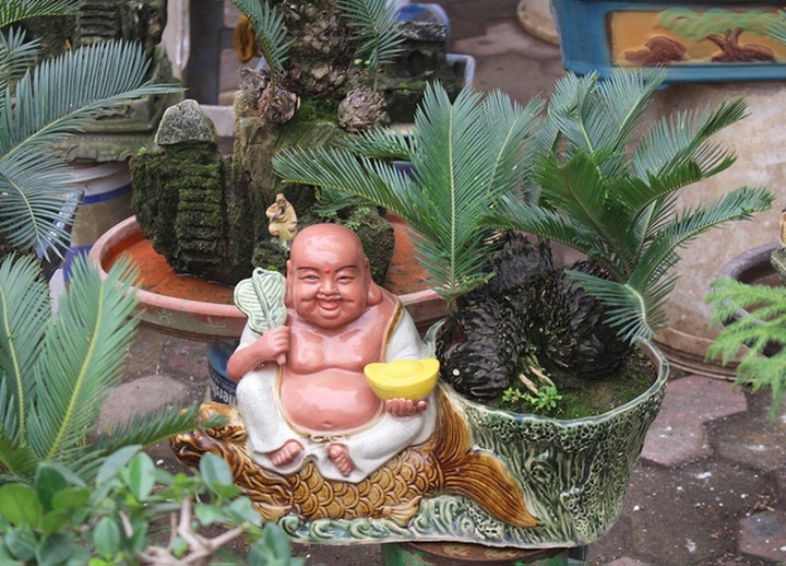 Chán mai, ngán đào, nhiều thượng đế săn lùng mua vạn tuế bonsai chơi Tết - 1