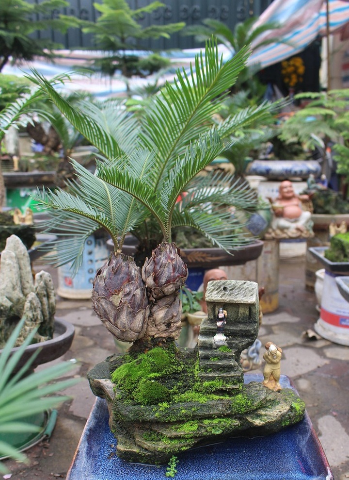 Chán mai, ngán đào, nhiều thượng đế săn lùng mua vạn tuế bonsai chơi Tết - 3