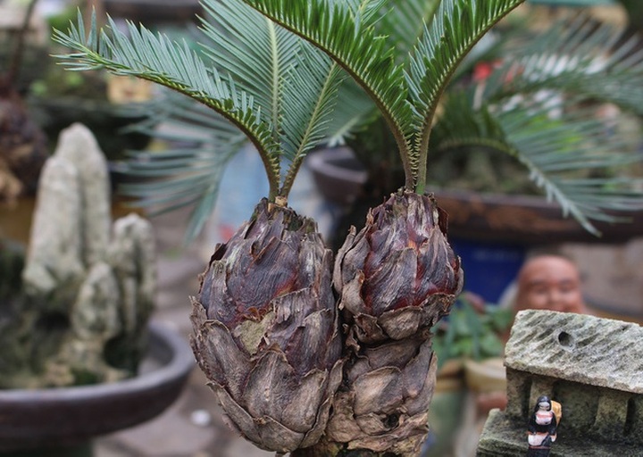 Chán mai, ngán đào, nhiều thượng đế săn lùng mua vạn tuế bonsai chơi Tết - 4